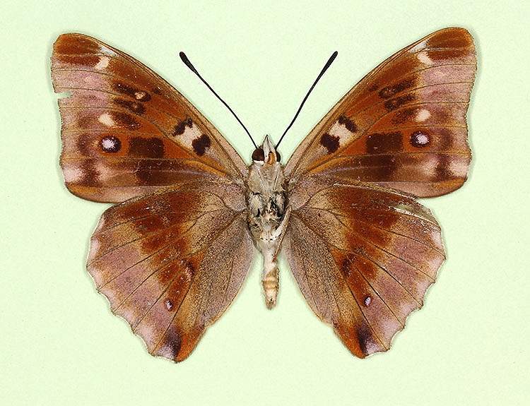 Apatura iris male (aberrant form lugenda, verso 2) (Internet Image property of respective owner, non-commercial use only)